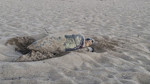 Belek sahilinde caretta sezonu kapandı