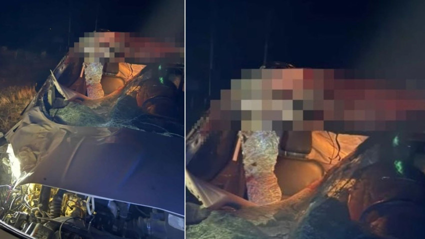 Muş’ta hafif ticari araç yolda aniden çıkan ata çarptı
