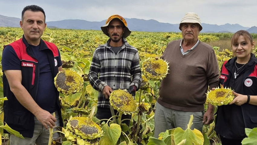 Aydıntepe’de ayçiçeği hasadı başladı