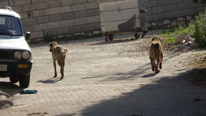 Adıyaman'da 7 yaşındaki çocuk başıboş sokak köpeğinin saldırısına uğradı